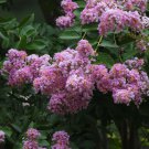 20+ Syringa Vulgaris ( Lilac ) seeds 20+ Syringa Vulgaris ( Lilac ) seeds