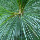 10+ Pinus Peuce / excelsa ( Balkan Pine ) seeds 10+ Pinus Peuce / excelsa ( Balkan Pine ) seeds