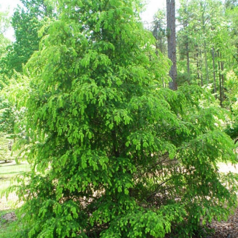 20+ Tsuga Chinensis ( Chinese Hemlock ) seeds