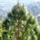 5+ Pinus Roxburghii ( Chir pine ) seeds 5+ Pinus Roxburghii ( Chir pine ) seeds