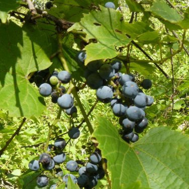 seeds riparia grape vitis riverbank