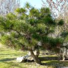 10+ Pinus Tabuliformis ( Chinese Red Pine ) seeds 10+ Pinus Tabuliformis ( Chinese Red Pine ) seeds
