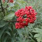 50+ Sambucus Racemosa ( European Red Elder ) seeds 