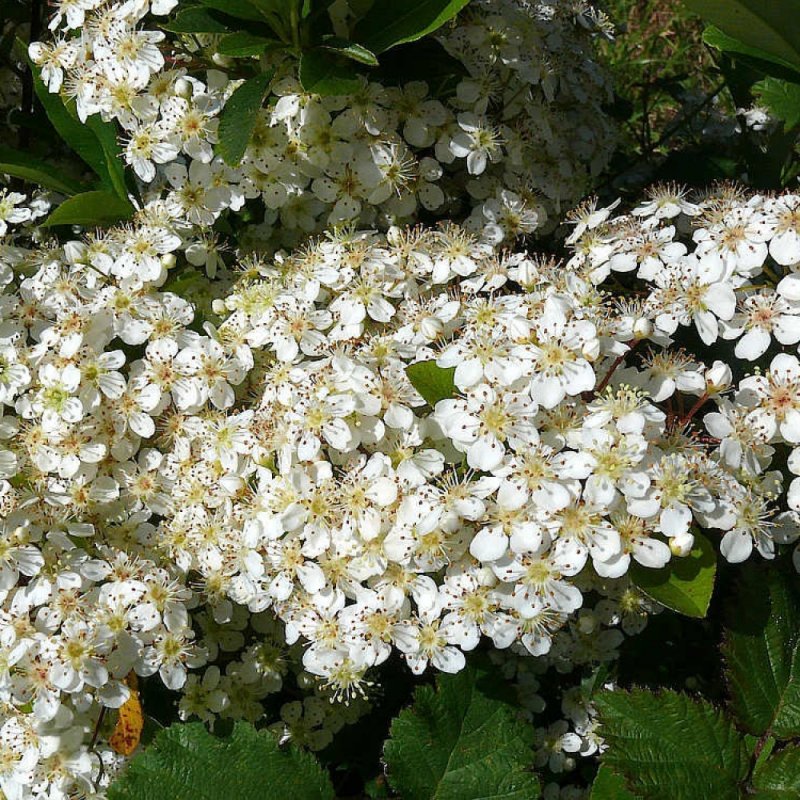 50+ Pyracantha Fortuneana ( Chinese Firethorn ) seeds