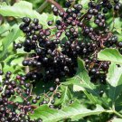 100+ Sambucus Canadensis ( American Elderberry ) seeds 