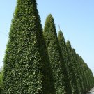 100+ Carpinus Betulus ( European Hornbeam ) seeds