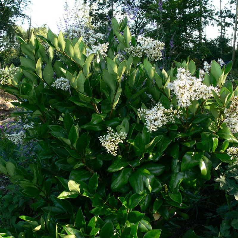 50+ Ligustrum Japonicum ( Japanese Privet ) seeds