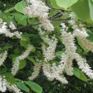 8+ Styrax Obassia ( Fragrant Snowbell ) seeds 8+ Styrax Obassia ( Fragrant Snowbell ) seeds