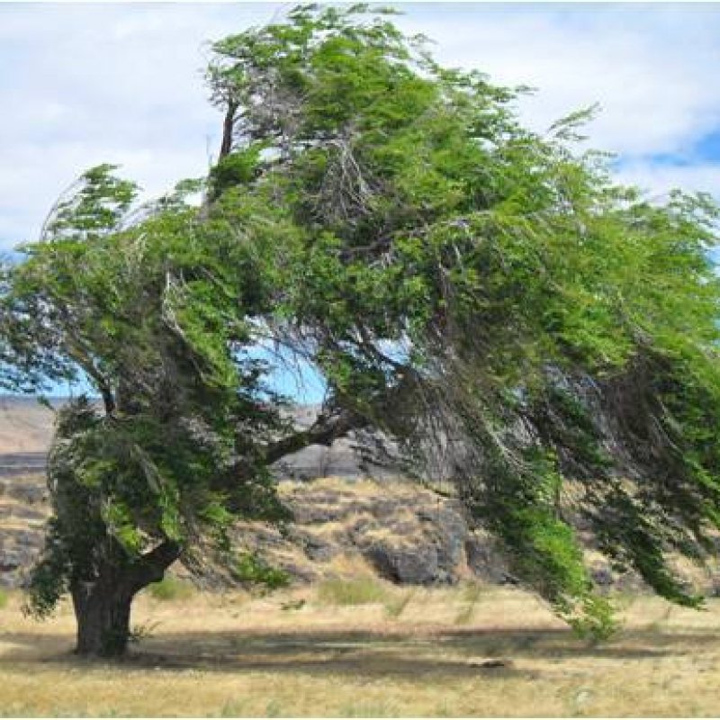 100+ Ulmus Pumila ( Siberian Elm ) seeds