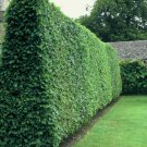 50+ Ligustrum Vulgare ( Privet ) seeds