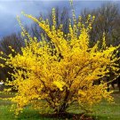 10+ Forsythia Suspensa ( Trifoliate Forsythia ) seeds