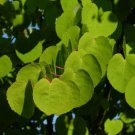150+ Cercidiphyllum Japonicum ( Katsura Tree ) seeds. FREE S&H