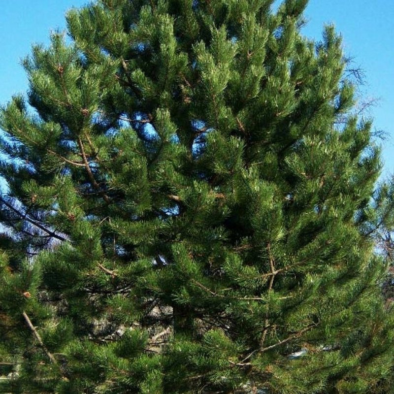 20+ Pinus Nigra Austriaca ( Austrian Pine ) seeds