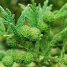 25+ Cryptomeria Japonica ( Japanese Cedar ) seeds 