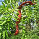 5+ Gleditsia Triacanthos ( Thornless Honeylocust ) seeds 