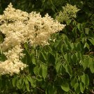 20+ Syringa Pekinensis ( Peking Lilac ) seeds