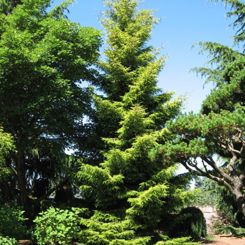 10 ORIENTAL SPRUCE Picea Orientalis SEEDS