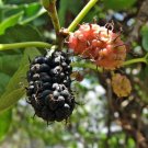 50+ Morus Nigra ( Black Mulberry ) seeds 