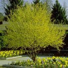 25+ Cornus Mas ( Cornelian Cherry ) seeds
