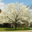 10+ Pyrus Calleryana ( Callery Bradford Pear ) seeds
