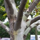 40+ Platanus Occidentalis ( American Planetree ) seeds 