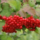 15+ Viburnum Trilobum ( High Bush Cranberry ) seeds