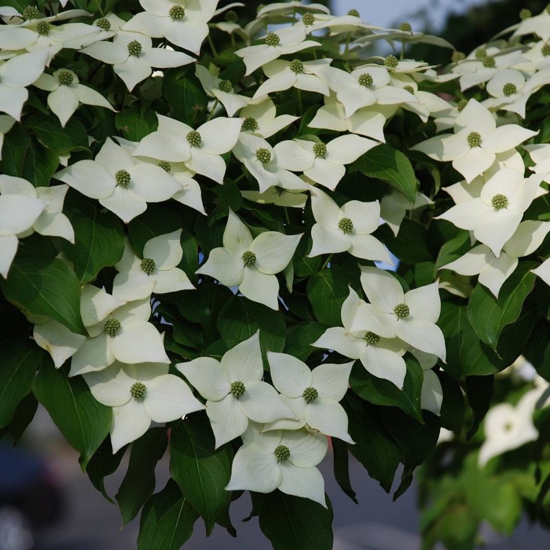 30+ Cornus Kousa ( Chinese Dogwood ) seeds