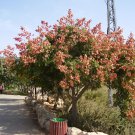 5+ Koelreuteria Bipinnata ( Chinese Flametree ) seeds