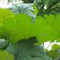 20+ Macleaya Cordata ( Plume Poppy ) seeds 