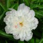 5+ Paeonia Lactiflora ( Garden Peony ) seeds 