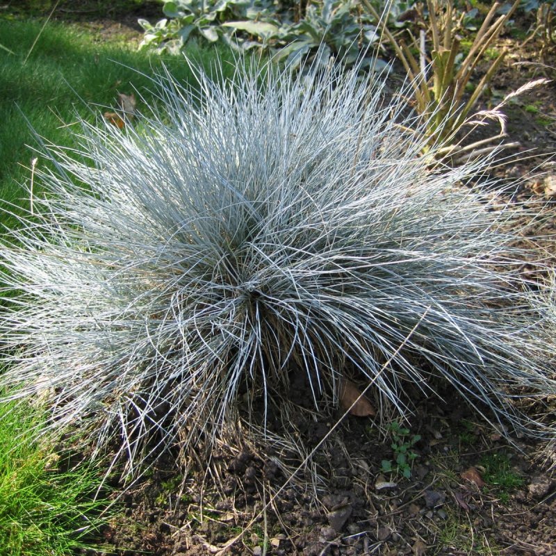 500+ Festuca Ovina Glauca ( Blue / Sheep Fescue ) seeds. FREE S&H