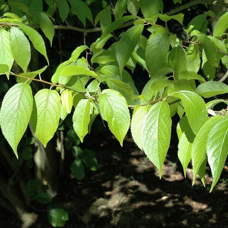 5+ Eucommia Ulmoides ( Hardy Rubber Tree ) seeds