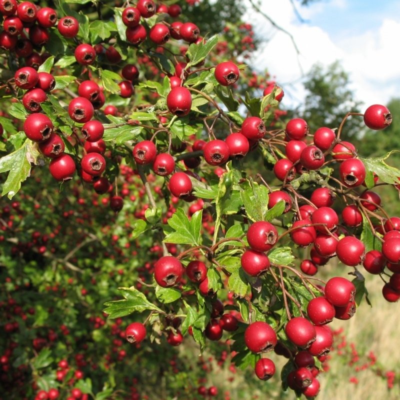 20+ Crataegus Monogyna ( English Oneseed Hawthorn ) seeds