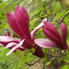 5+ Magnolia Liliflora ( Lily Magnolia ) seeds 5+ Magnolia Liliflora ( Lily Magnolia ) seeds