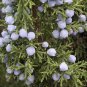 10+ Juniperus Osteosperma ( Utah Juniper ) seeds 