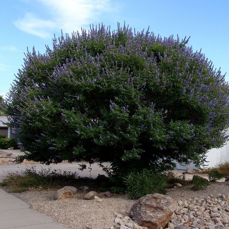 10 Vitex Agnus Castus Lilac Chaste Tree Seeds