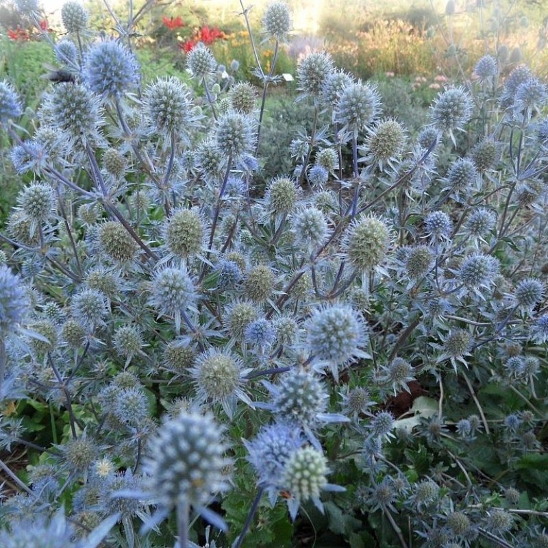 50+ Eryngium Planum ( Blue Eryngo ) seeds