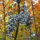25+ Toxicodendron Vernicifluum ( Chinese Lacquer Tree ) seeds 25+ Toxicodendron Vernicifluum ( Chinese Lacquer Tree ) seeds