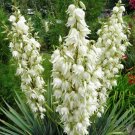 10+ Yucca Filamentosa ( Adam's Needle ) seeds