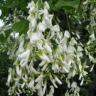 30+ Cladrastis Lutea ( Yellowwood ) seeds 