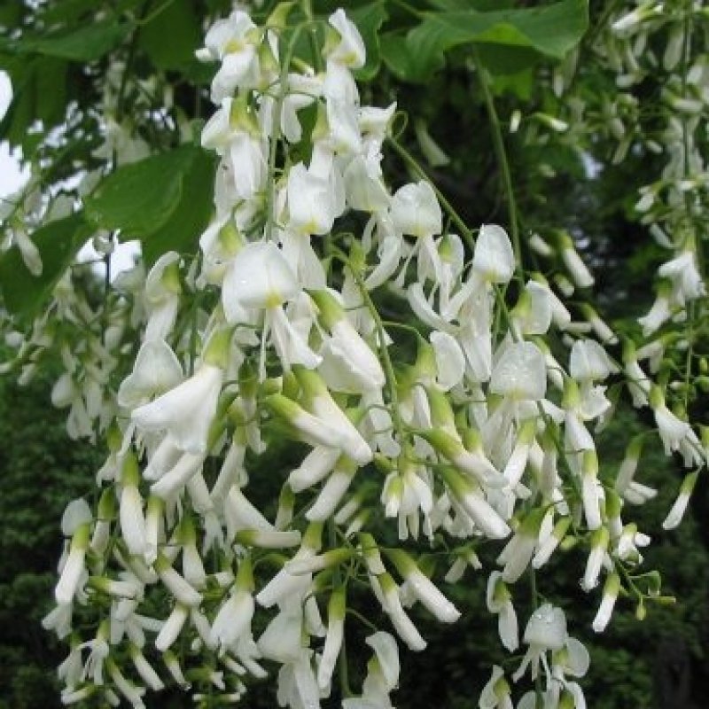 5+ Cladrastis Lutea ( Yellowwood ) seeds