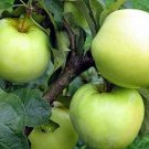 10+ Malus Domestica Antonowka ( Antonovka Apple ) seeds 