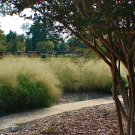 200+ Eragrostis Trichodes ( Sand Lovegrass ) seeds. FREE S&H