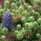 20+ Abies Fabri ( Faber Fir ) seeds 