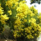 20+ Acacia Decurrens ( Green Wattle Acacia ) seeds 20+ Acacia Decurrens ( Green Wattle Acacia ) seeds