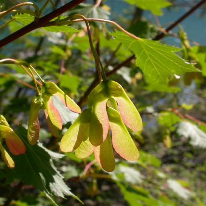 25 Acer Glabrum Douglas Rocky Mountain Maple Seeds