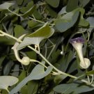 20+ Aristolochia Debilis ( Chinese Pipe Tree ) seeds 20+ Aristolochia Debilis ( Chinese Pipe Tree ) seeds