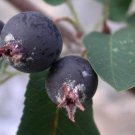 50+ Amelanchier Ovalis ( Snowy Mespilus ) seeds 