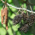 10+ Alnus Glutinosa ( Black Alder ) seeds 