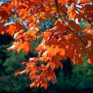5+ Acer Saccharum ( Sugar Maple Southern ) seeds 5+ Acer Saccharum ( Sugar Maple Southern ) seeds